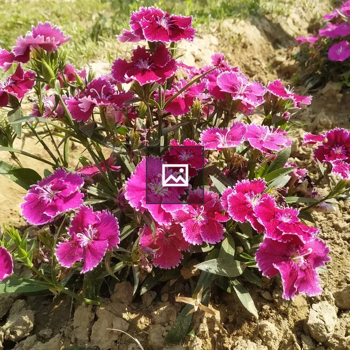 Dark pink flowers closeup