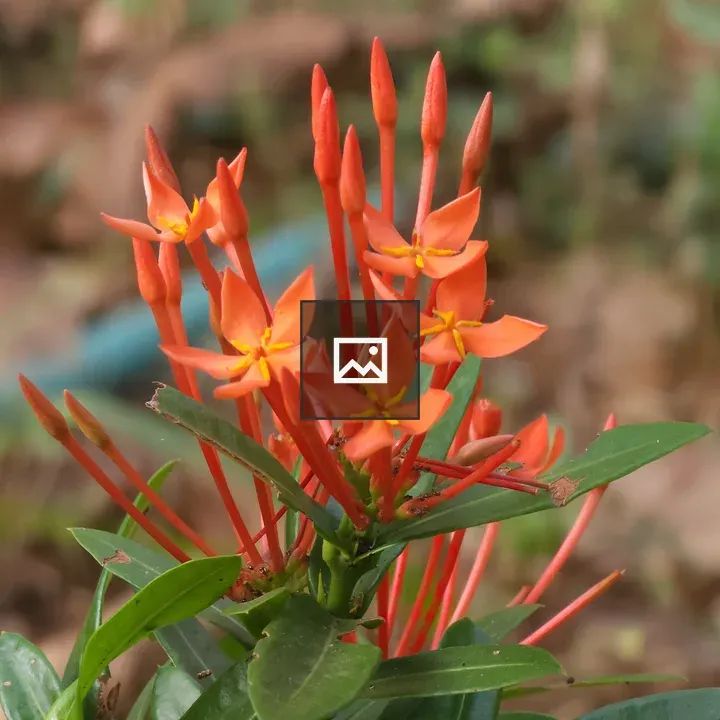 Ixora coccinea Flowers