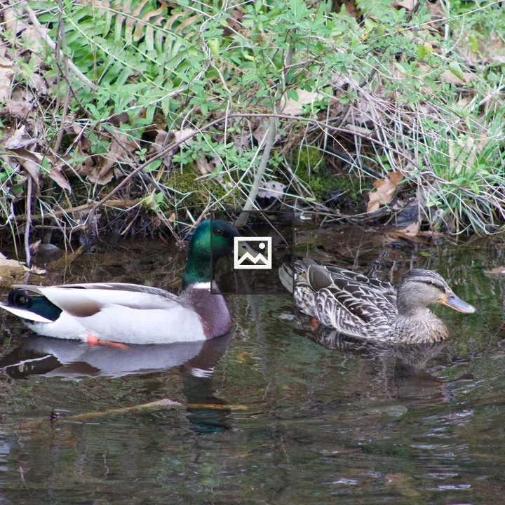 Ducks at Colonel Denning State Park