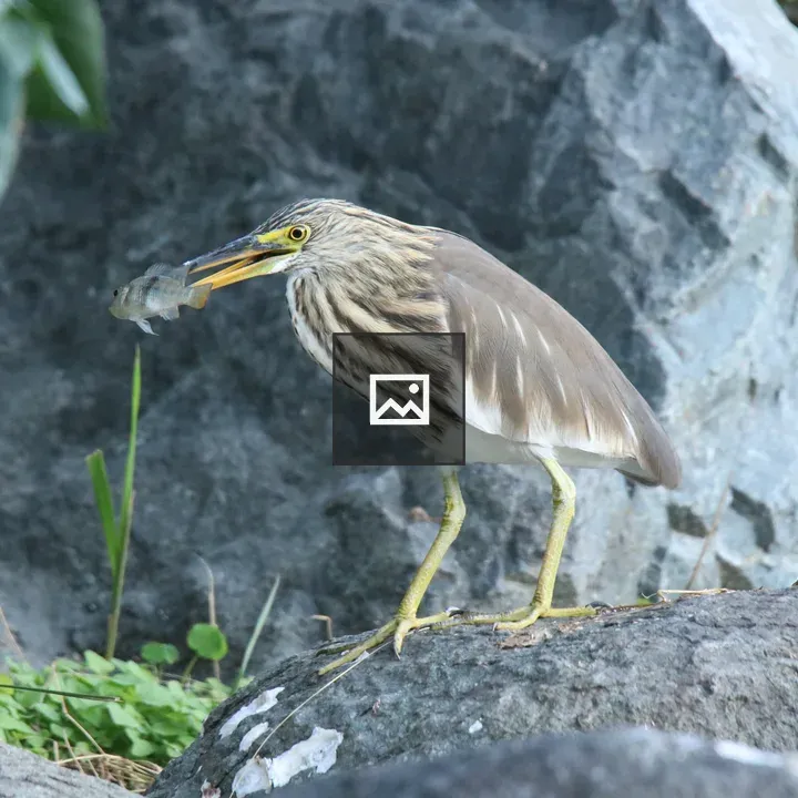 Pond Heron on Rock with Fish