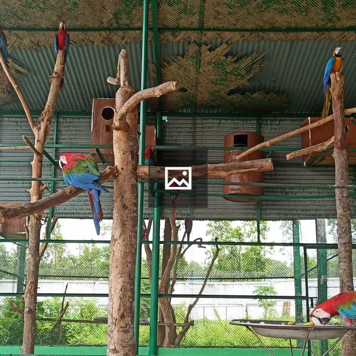 Parrots in Safari Park
