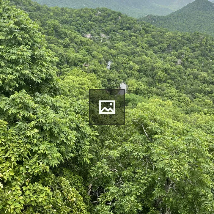 Forest landscape with winding road