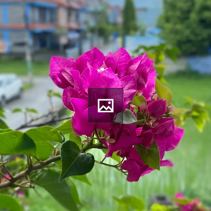 Bright pink bougainvillea in focus