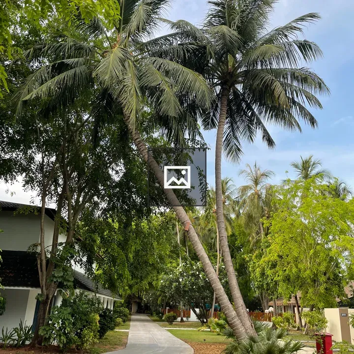 Paved Path Through Tropical Garden