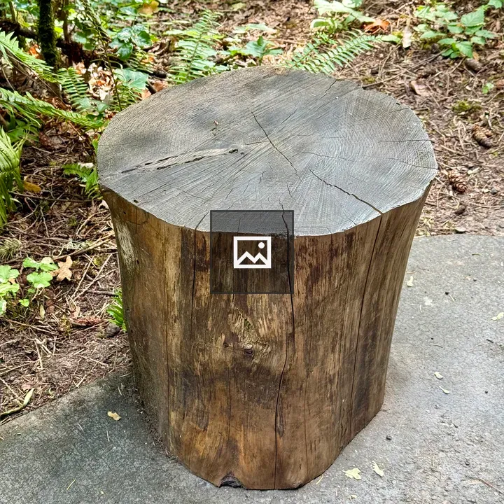 Tree stump on concrete path