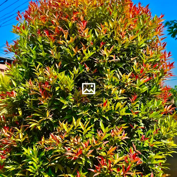 Christina Tree in Kerala