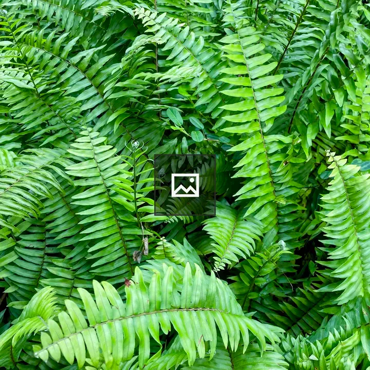 Ferns unfurling in forest