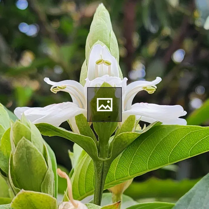 White Flower of Malabar Nut