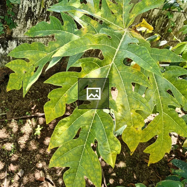 Papaya Leaf Close-up