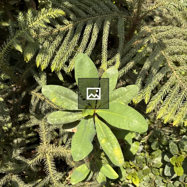 Top view of green plant