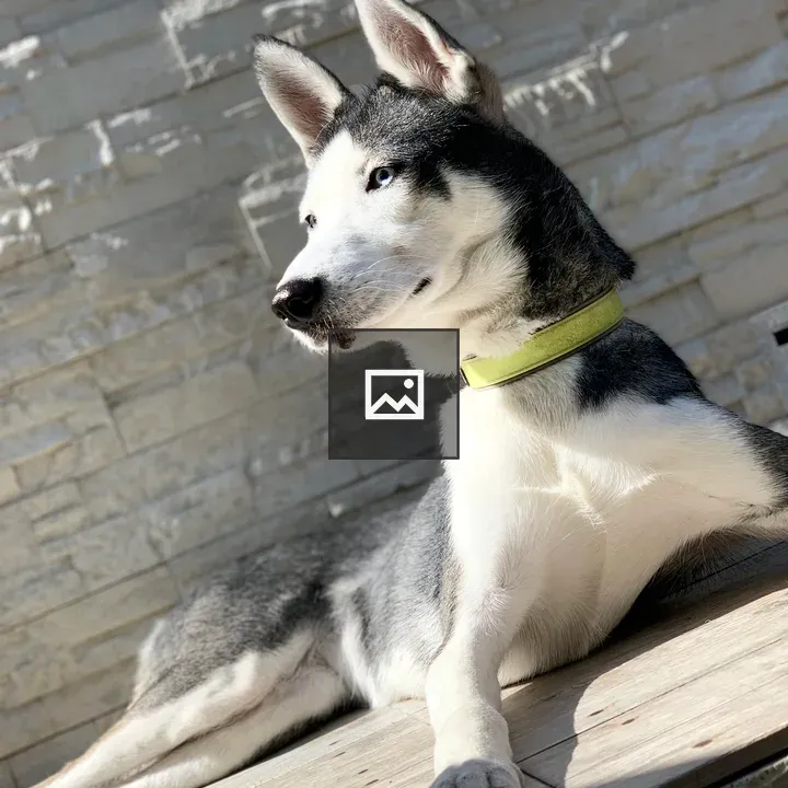 Husky dog in light