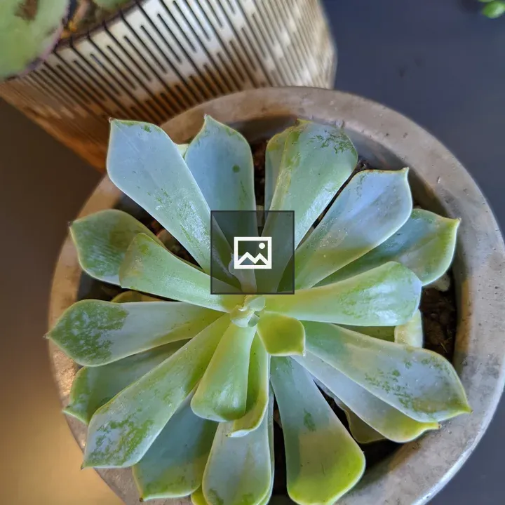 Close up of circular succulent