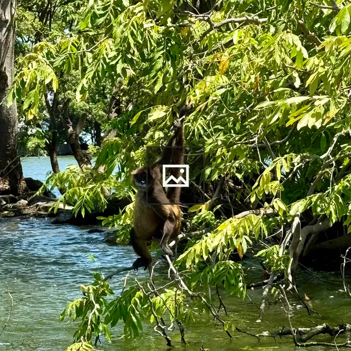 Monkey Hanging from Tree Branches