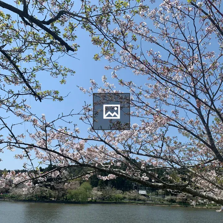 Cherry blossoms at Lake Hachihakko