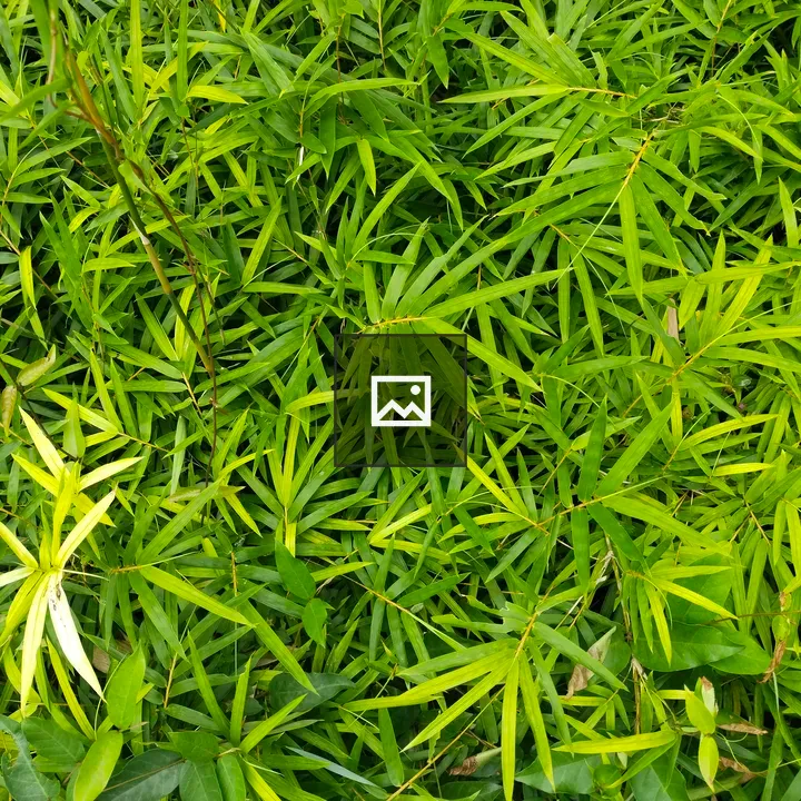 Bamboo Leaves