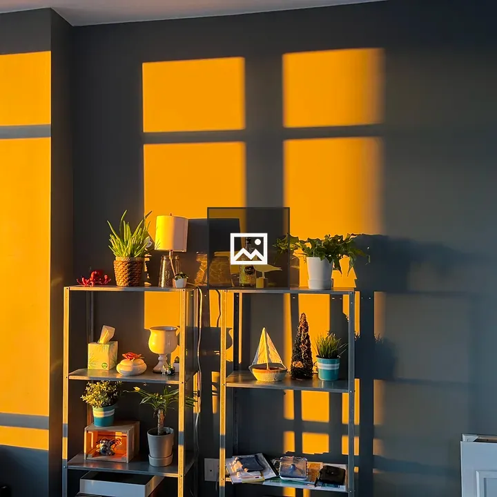 Afternoon sun on houseplant shelf