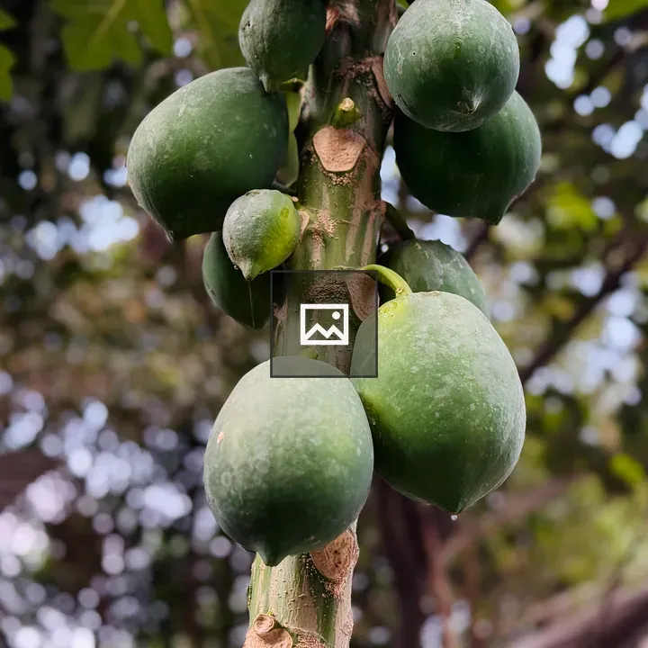 Green papayas on tree