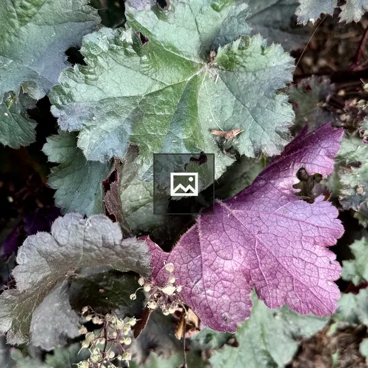 Close-up of Purple and Green Leaves