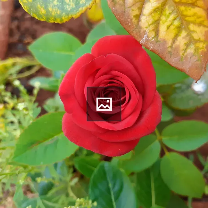 Red Rose in Green Surroundings