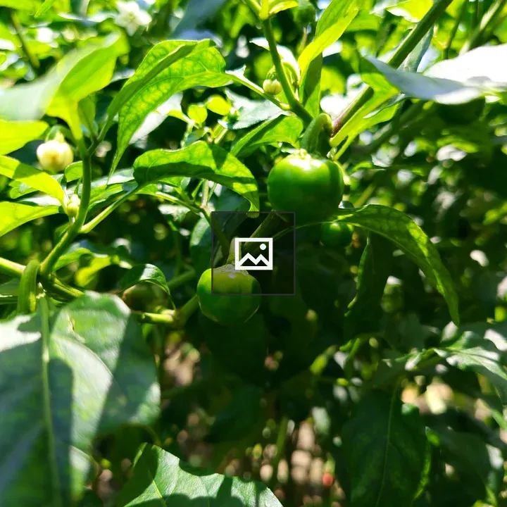 Green chili peppers plant