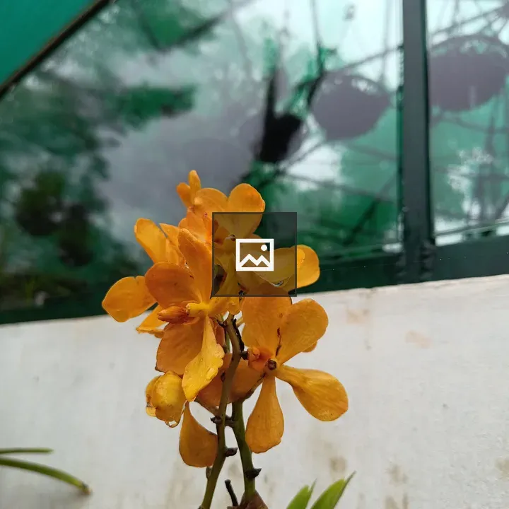 Mokara Moonlight Orchid