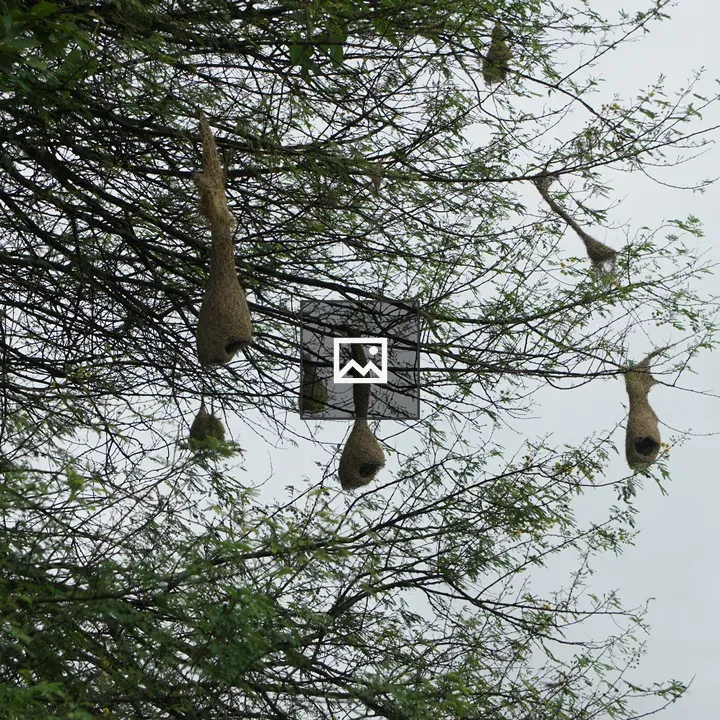 Nest clusters on tree branches