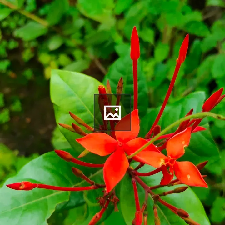 Thechi flower in green leaves