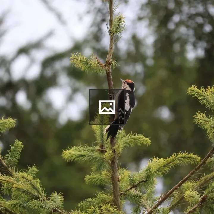 Greater Spotted Woodpecker in Pine