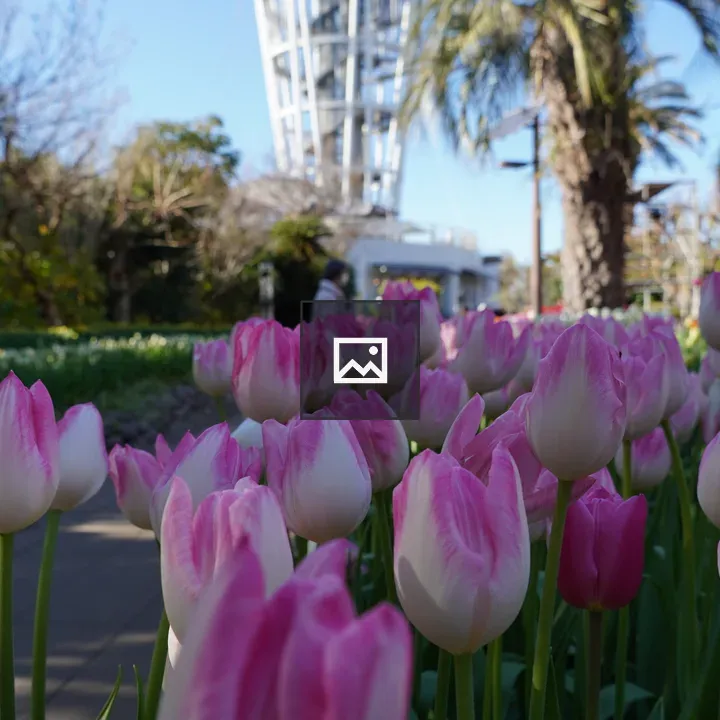 Tulip plants growing in the botanical garden