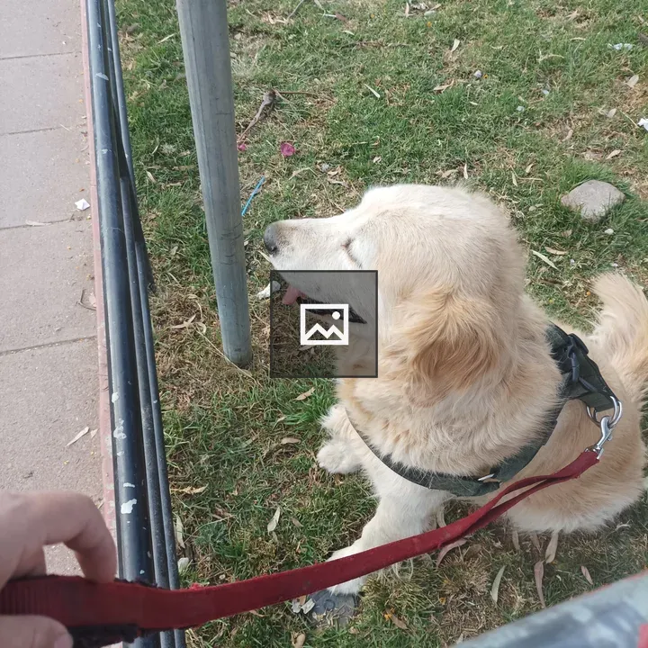 Golden retriever on grass with harness