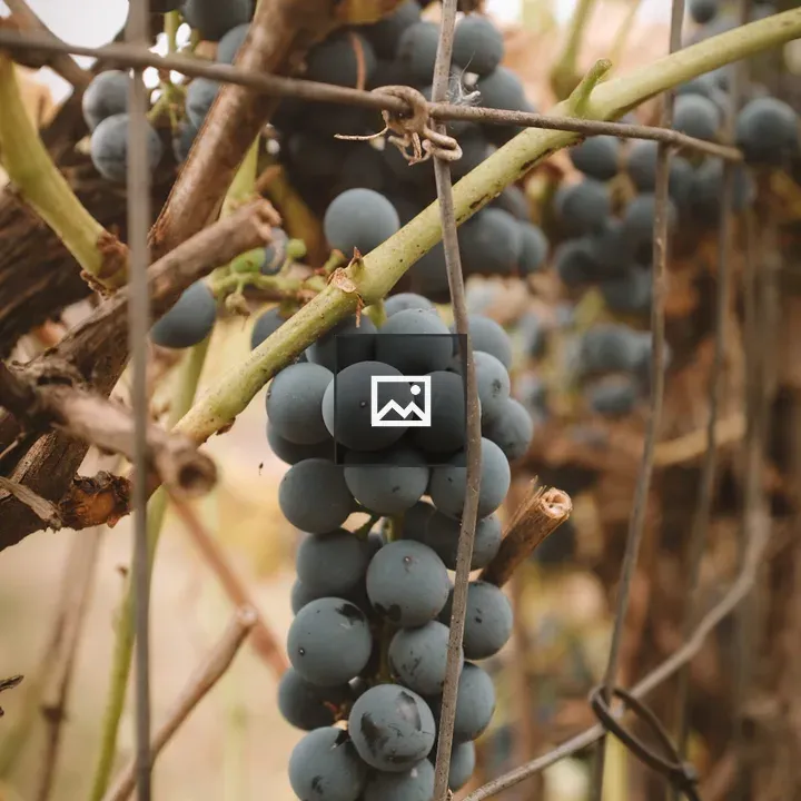 Bundle of dark purple grapes