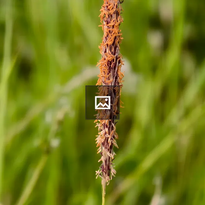 Slender orange beige flower stalk