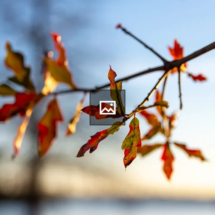 Autumn leaves on a twig