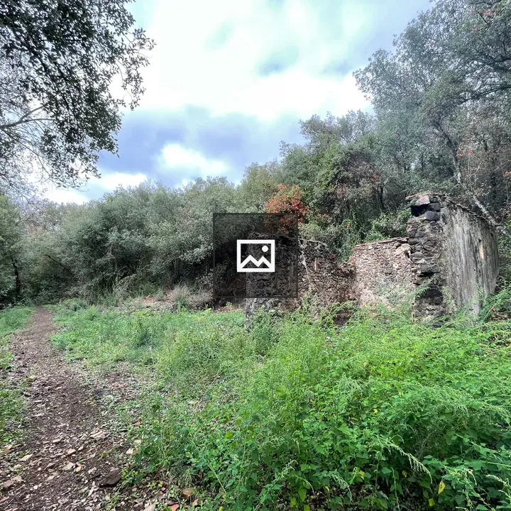 Old building ruins in woods
