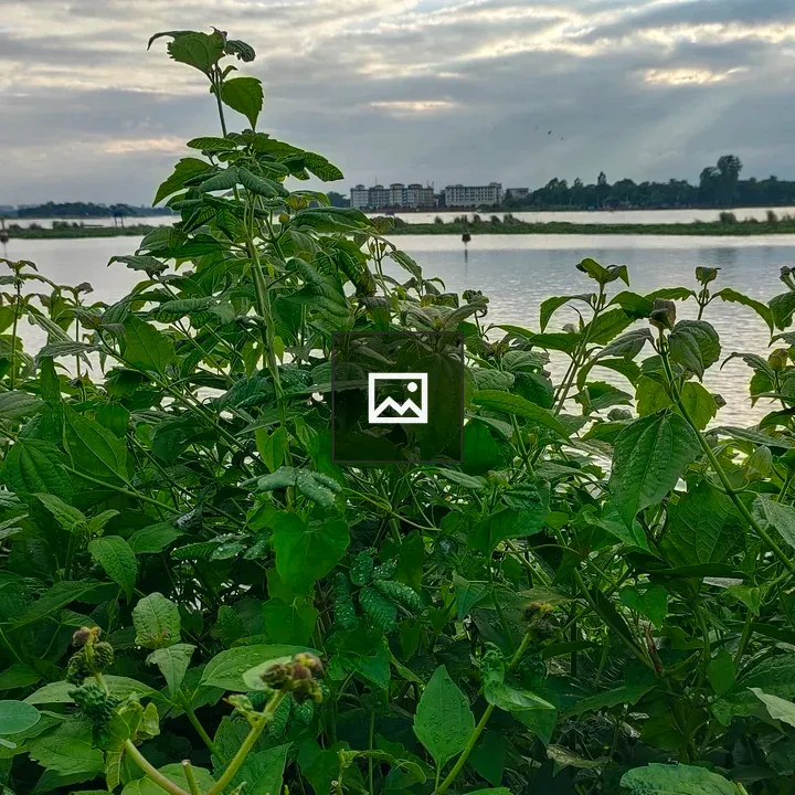 Field of green plants by water