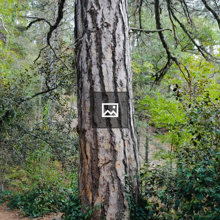 Pine Trunk with Ivy in Forest