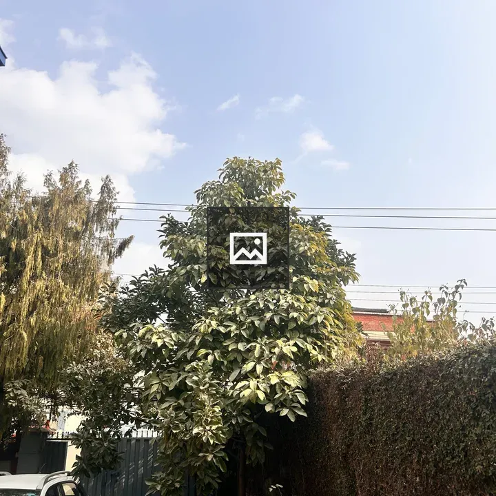 Avocado Tree in Courtyard