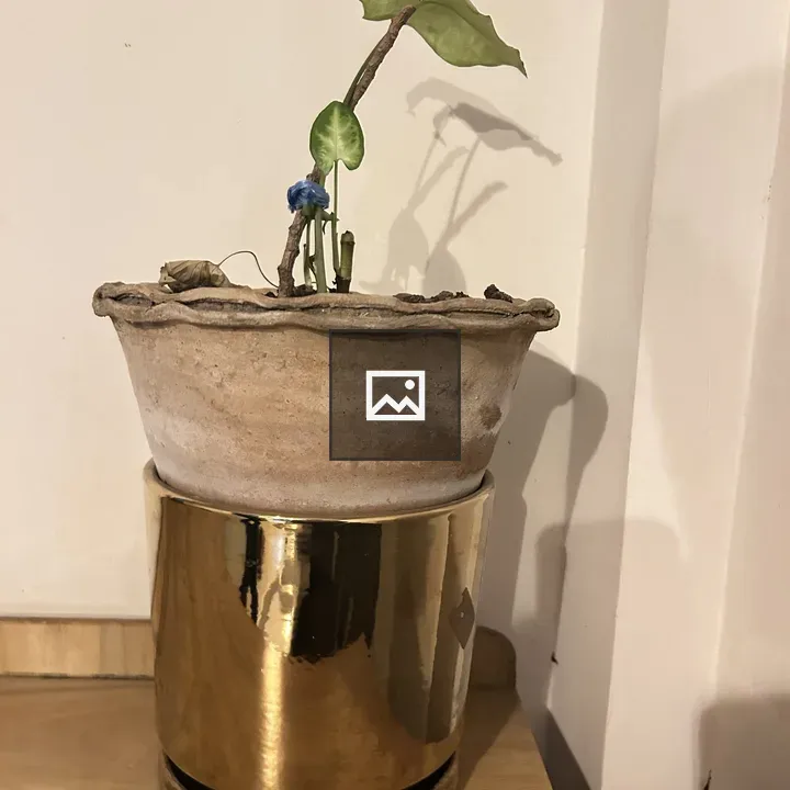 Syngonium plant in rustic pot