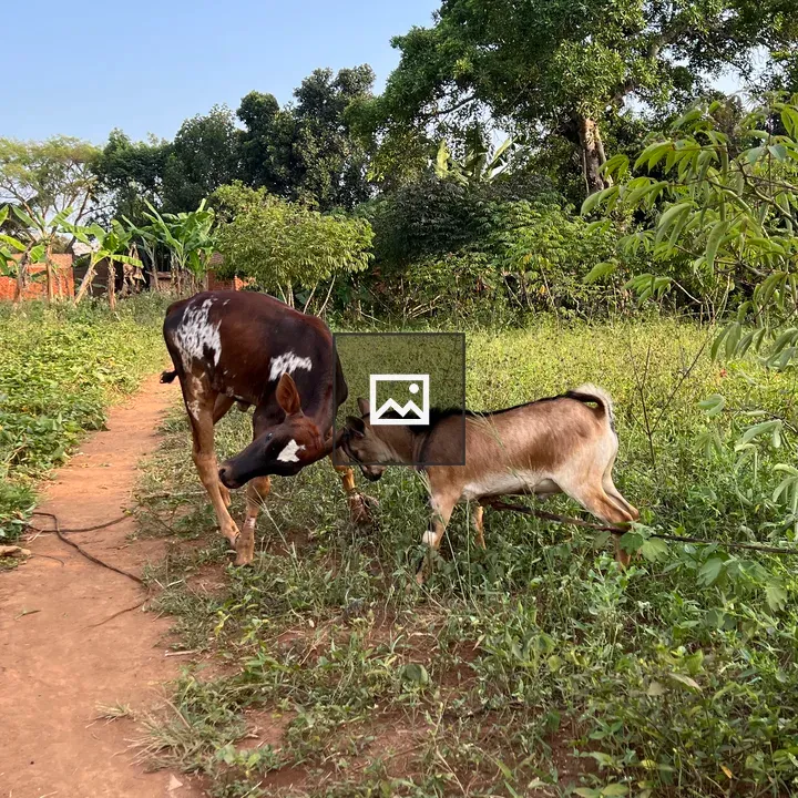 Calf and goat spar on village path