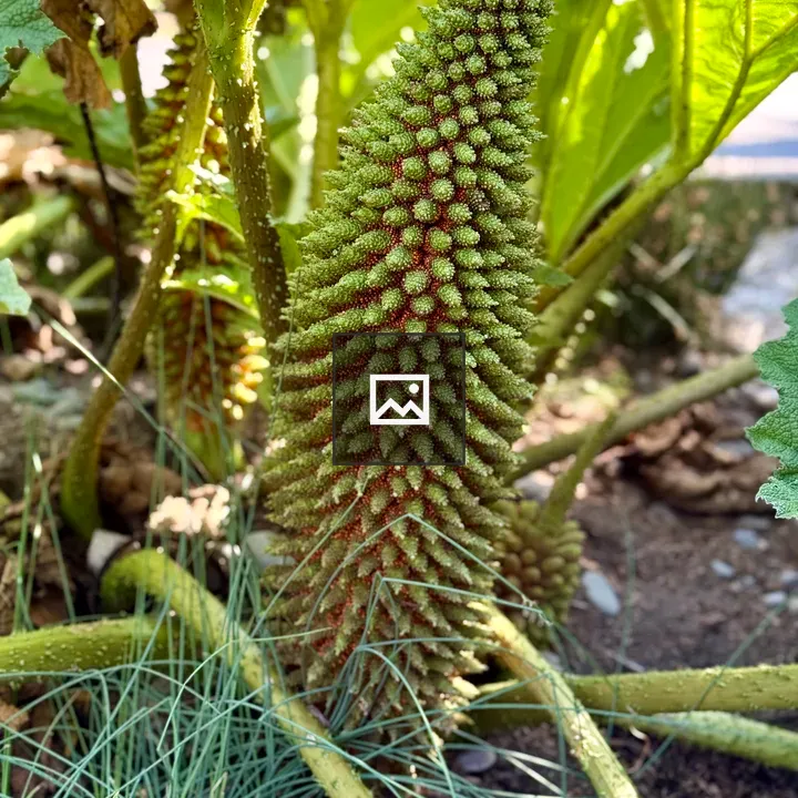 Gunnera Flower Cone Close-Up