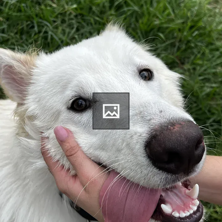 Close-up of a playful white dog