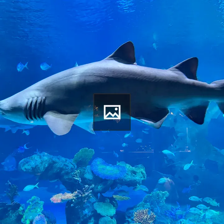 Sand Tiger Shark Over Coral Reef