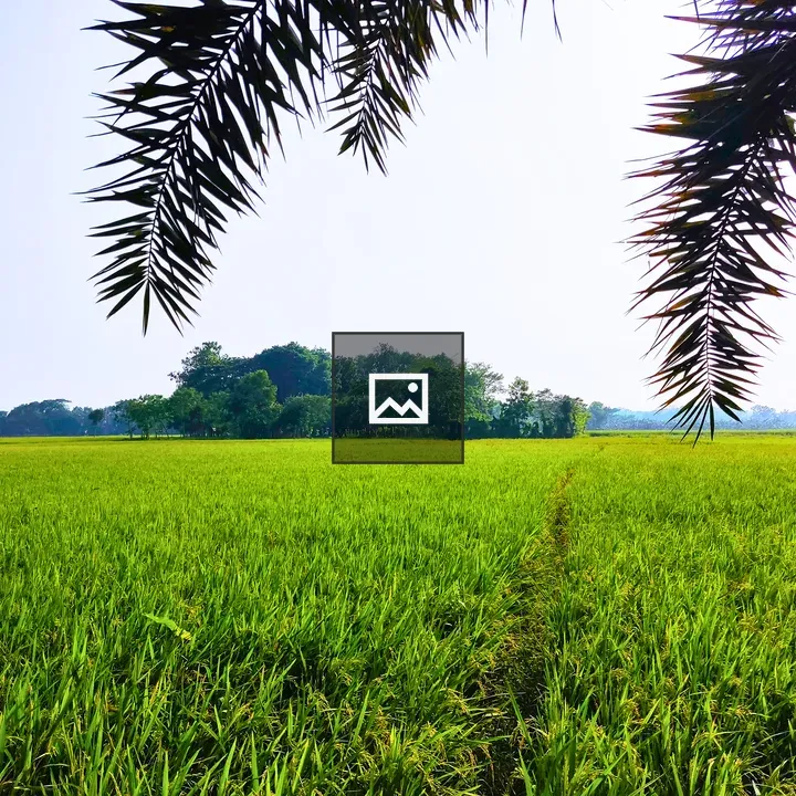 Green rice field landscape