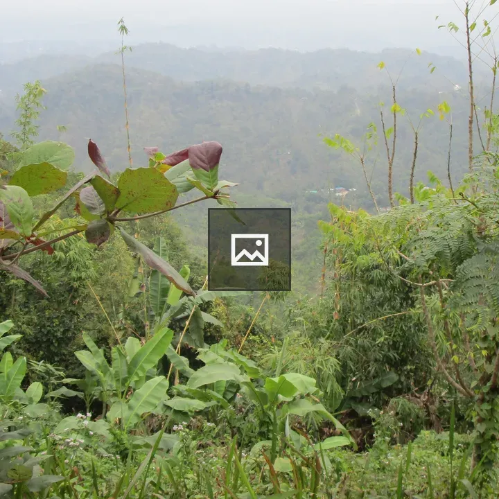 Lush green forest with hills