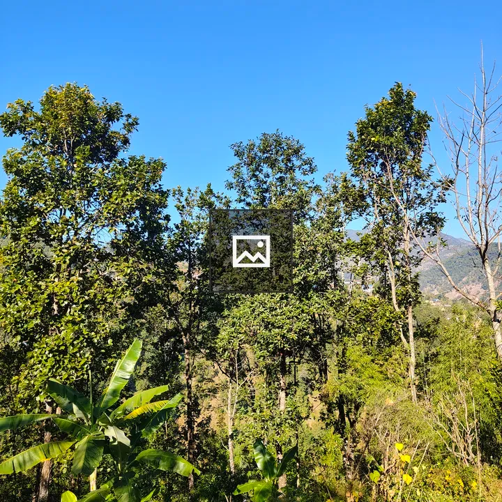 Lush landscape with green trees