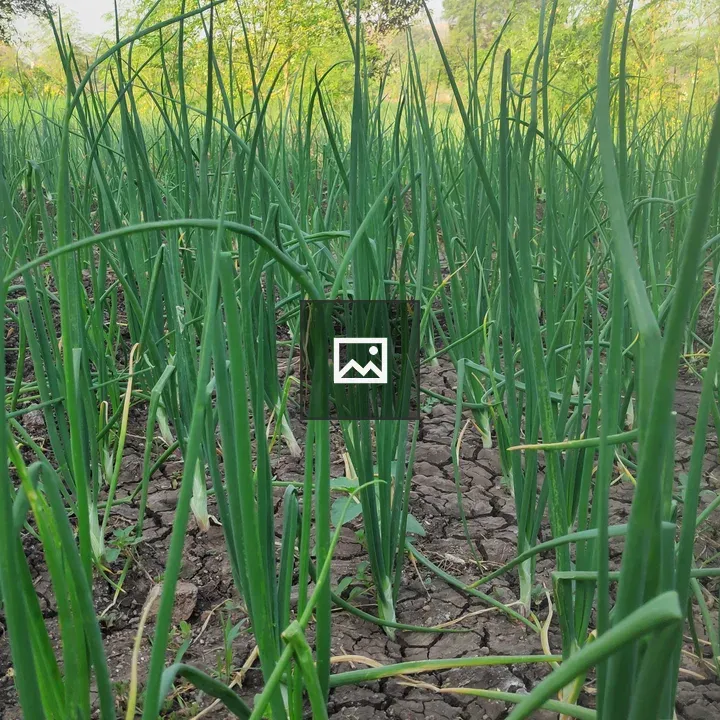 Onion Farm Scene
