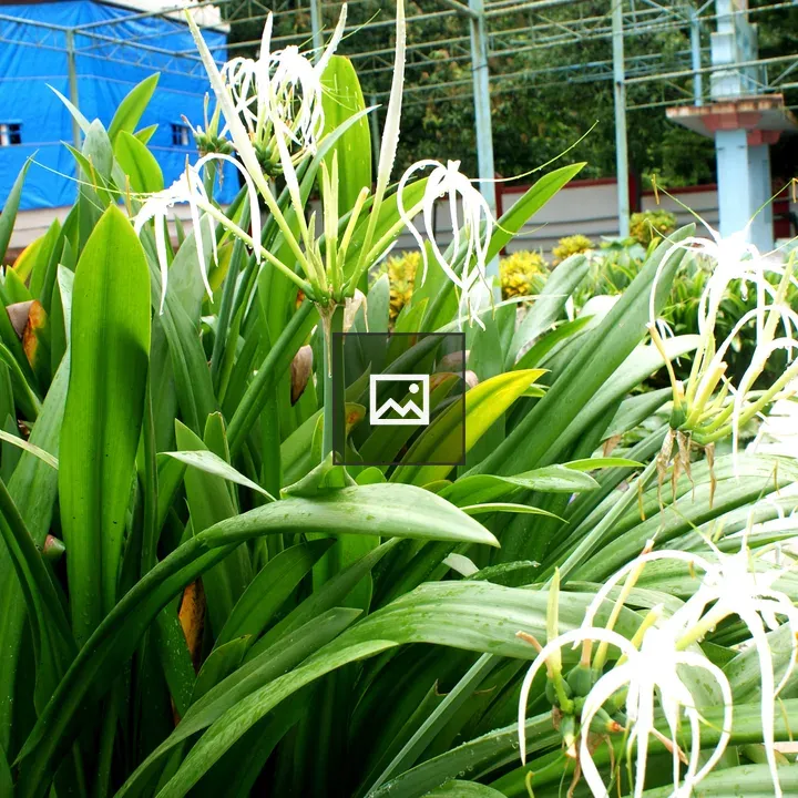 White lily blossoms close-up