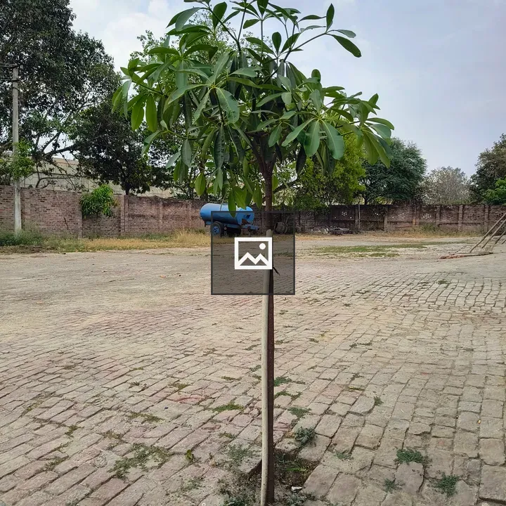 Young tree in paved area