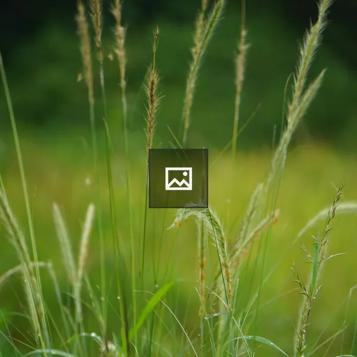 Tall grass close-up