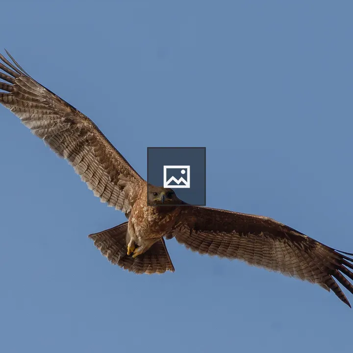 Indian Spotted Eagle in Flight